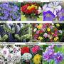 Bumper Bulb Perennial Collection 115
