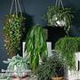 Nurserymans Choice Succulent Hanging Basket