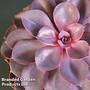 Echeveria 'Purple Pearl' - Shine Like a Pearl (House plant)