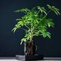 Schefflera Plant on Lava Rock in a Tray (Lova plant) (House Plant)