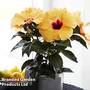 Hibiscus rosa-sinensis 'Hibisqs Apricot' (House Plant)