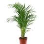 Bamboo Palm