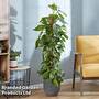 Epipremnum (Devil'S Ivy) Scindapsus Aureum