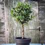Bay Tree Twisted Standard