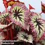 Begonia 'Fireworks'