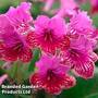 Streptocarpus 'Cariad'