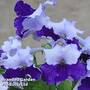 Streptocarpus 'Manon'