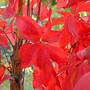 Parthenocissus quinquefolia