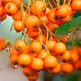 Pyracantha Golden Charmer