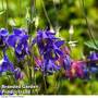 Aquilegia vulgaris