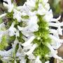 Stachys officinalis 'Wisley White'