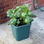 Potato Pots - Pack of 3