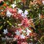 Abelia x grandiflora