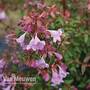 Abelia 'Pink Pong'