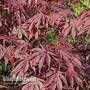 Acer palmatum