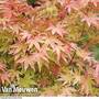 Acer palmatum 'Sango-kaku'
