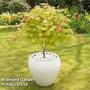 Acer shirasawanum 'Moonrise'