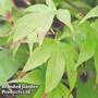 Acer palmatum 'Osakazuki'