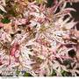 Acer palmatum 'Ukigumo'