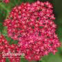 Achillea 'Cerise Queen'