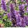 Agastache foeniculum