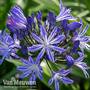 Agapathus 'Blue Ribbon'