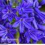 Agapanthus 'Flower of Love'