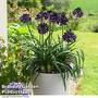 Agapanthus 'Black Jack'