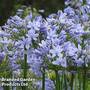 Agapanthus 'Bluestorm'