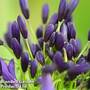 Agapanthus 'Midnight Cascade'