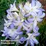 Agapanthus 'Sea Breeze'