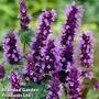 Agastache Little Adder