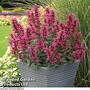 Agastache 'Morello'