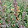 Agastache aurantiaca 'Apricot Sprite'