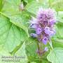 Agastache rugosa