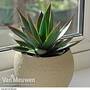 Agave 'Shaka Zulu' (House Plant)