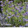 Ageratum 'Everest Blue' (Garden Ready)