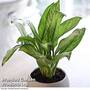 Aglaonema Christina