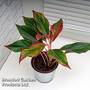 Aglaonema 'Crete'