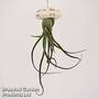 Airplant (Tillandsia) in Sea Urchin