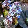 Ajuga reptans 'Mahogany'