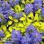 Ajuga Feathered Friends 'Cordial Canary'