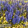 Ajuga Feathered Friends 'Fancy Finch'