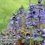 Ajuga 'Golden Beauty'