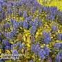 Ajuga Feathered Friends 'Petite Parakeet'