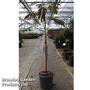 Albizia julibrissin 'Evy's Pride'