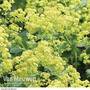 Alchemilla mollis