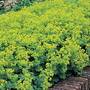 Alchemilla mollis Seed