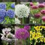Allium Cottage Garden Collection