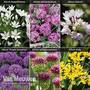 Allium Collection